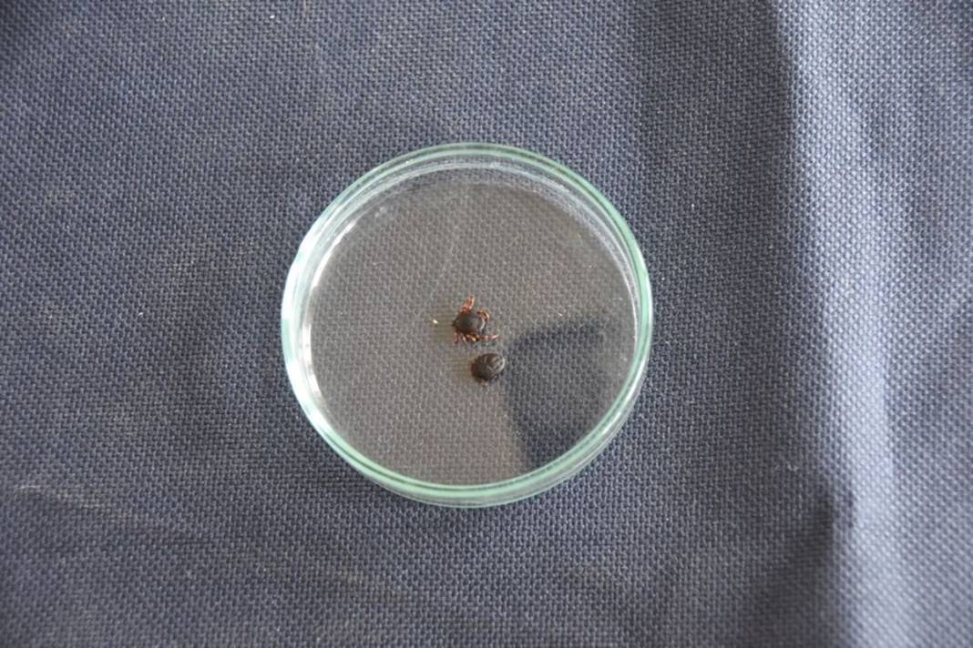 Bu illerde yaşayanlar dikkat: İnsanların gölgesini ve kokusunu algılıyor! Ölümcül olabilir 1